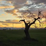 Maurella *